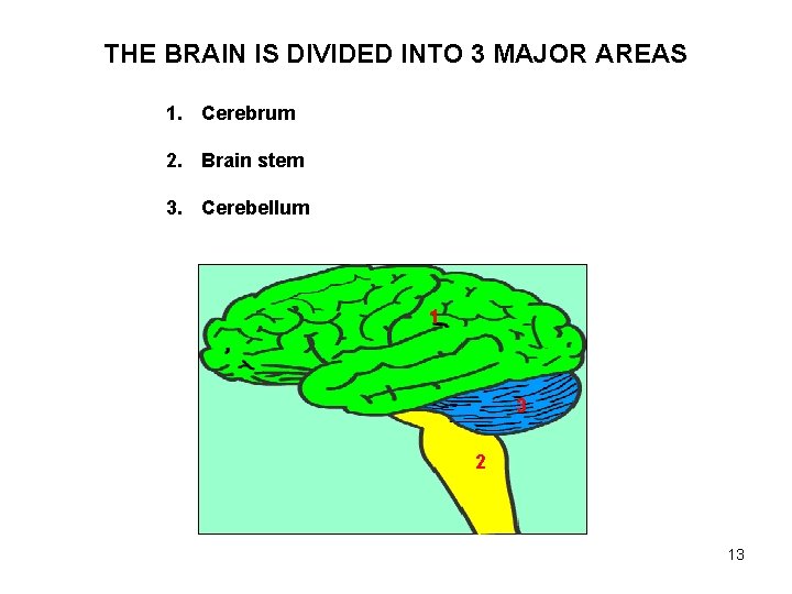 THE BRAIN IS DIVIDED INTO 3 MAJOR AREAS 1. Cerebrum 2. Brain stem 3.