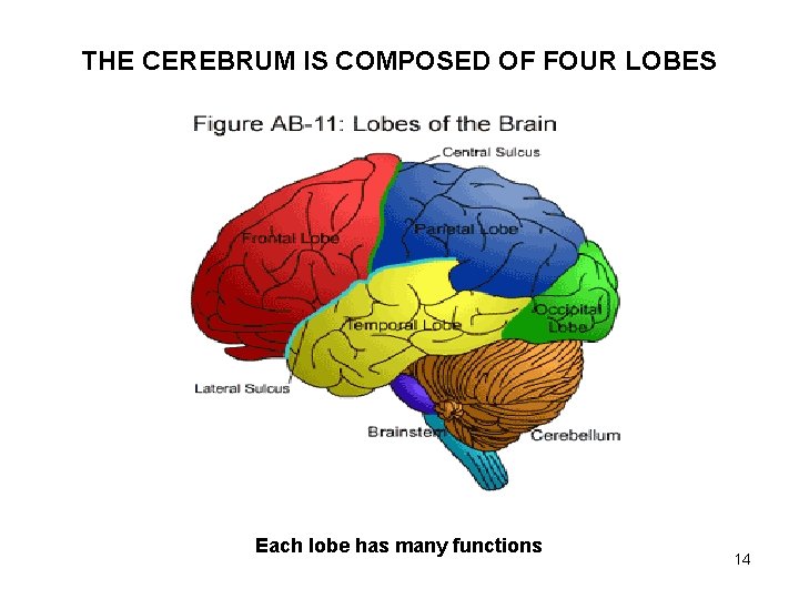 THE CEREBRUM IS COMPOSED OF FOUR LOBES Each lobe has many functions 14 