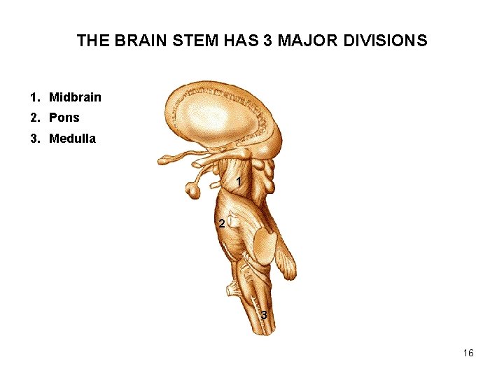 THE BRAIN STEM HAS 3 MAJOR DIVISIONS 1. Midbrain 2. Pons 3. Medulla 1