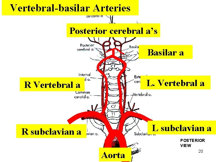 Vertebral-basilar Arteries Posterior cerebral a’s Basilar a L. Vertebral a R Vertebral a L