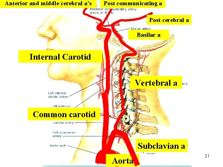 Anterior and middle cerebral a’s Post communicating a Post cerebral a Basilar a Internal