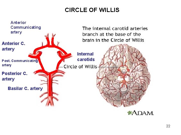 CIRCLE OF WILLIS Anterior Communicating artery Anterior C. artery Post. Communicating artery Internal carotids