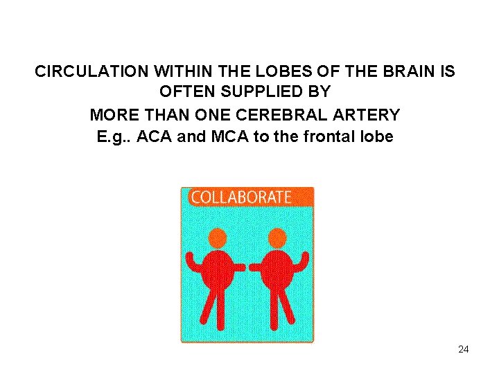 CIRCULATION WITHIN THE LOBES OF THE BRAIN IS OFTEN SUPPLIED BY MORE THAN ONE