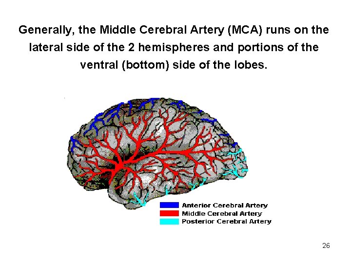 Generally, the Middle Cerebral Artery (MCA) runs on the lateral side of the 2