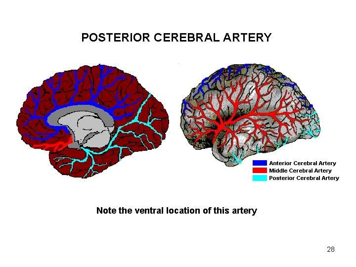 POSTERIOR CEREBRAL ARTERY Note the ventral location of this artery 28 