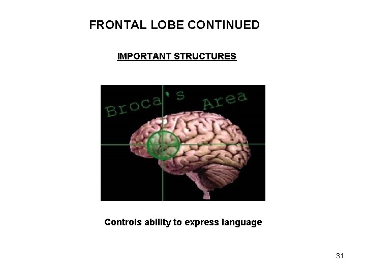 FRONTAL LOBE CONTINUED IMPORTANT STRUCTURES Controls ability to express language 31 
