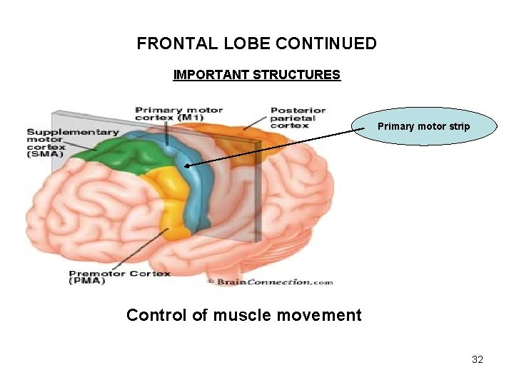 FRONTAL LOBE CONTINUED IMPORTANT STRUCTURES Primary motor strip Control of muscle movement 32 