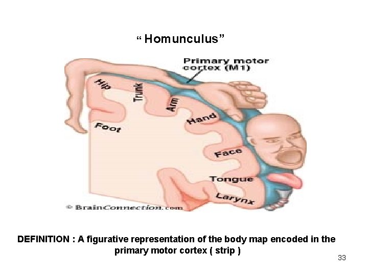 “ Homunculus” DEFINITION : A figurative representation of the body map encoded in the