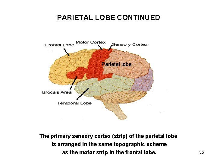 PARIETAL LOBE CONTINUED Parietal lobe The primary sensory cortex (strip) of the parietal lobe