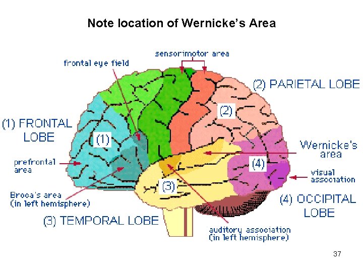Note location of Wernicke’s Area 37 