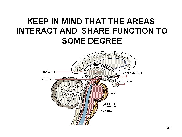 KEEP IN MIND THAT THE AREAS INTERACT AND SHARE FUNCTION TO SOME DEGREE 41