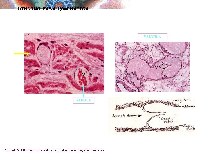 DINDING VASA LYMPHATICA VALVULA VENULA Copyright © 2008 Pearson Education, Inc. , publishing as