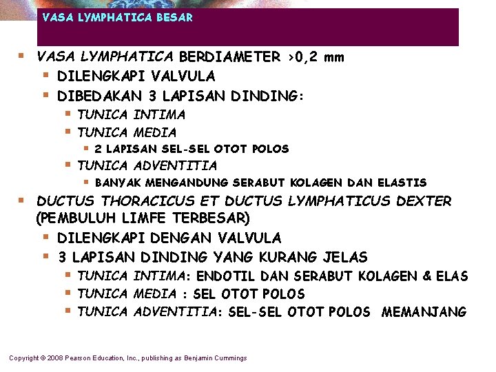 VASA LYMPHATICA BESAR § VASA LYMPHATICA BERDIAMETER >0, 2 mm § DILENGKAPI VALVULA §