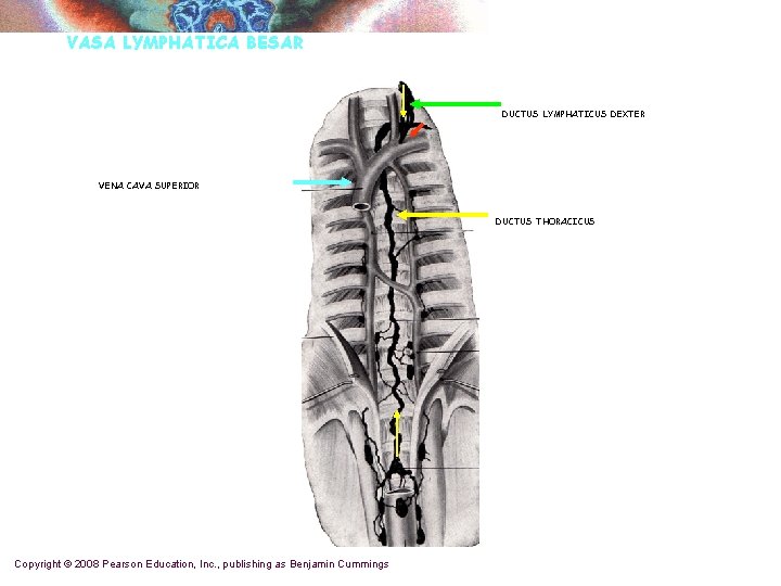 VASA LYMPHATICA BESAR DUCTUS LYMPHATICUS DEXTER VENA CAVA SUPERIOR DUCTUS THORACICUS Copyright © 2008