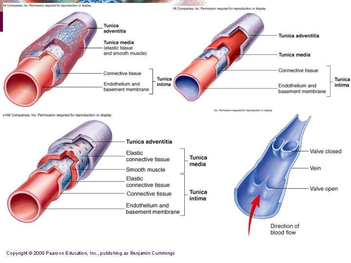 Copyright © 2008 Pearson Education, Inc. , publishing as Benjamin Cummings 