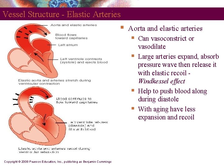 Vessel Structure - Elastic Arteries § Aorta and elastic arteries § § Copyright ©