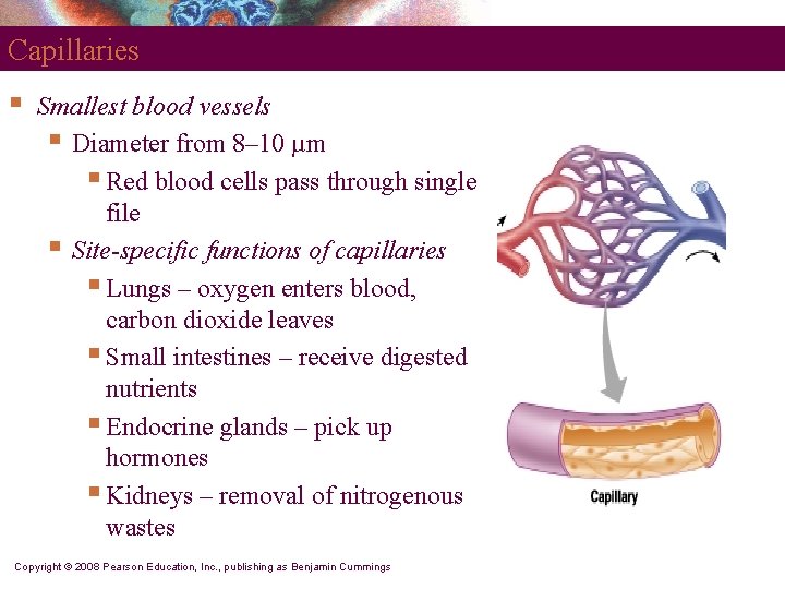 Capillaries § Smallest blood vessels § Diameter from 8– 10 µm § Red blood