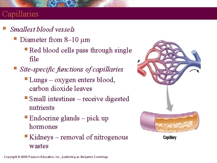 Capillaries § Smallest blood vessels § Diameter from 8– 10 µm § Red blood Capillaries § Smallest blood vessels § Diameter from 8– 10 µm § Red blood