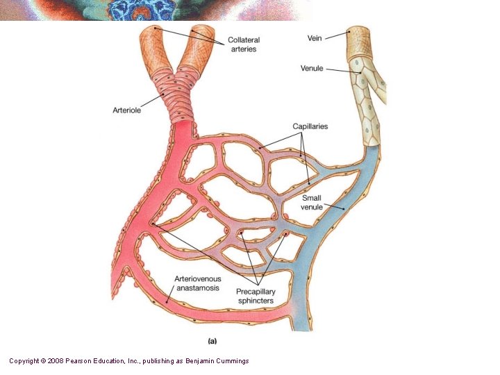 Copyright © 2008 Pearson Education, Inc. , publishing as Benjamin Cummings 