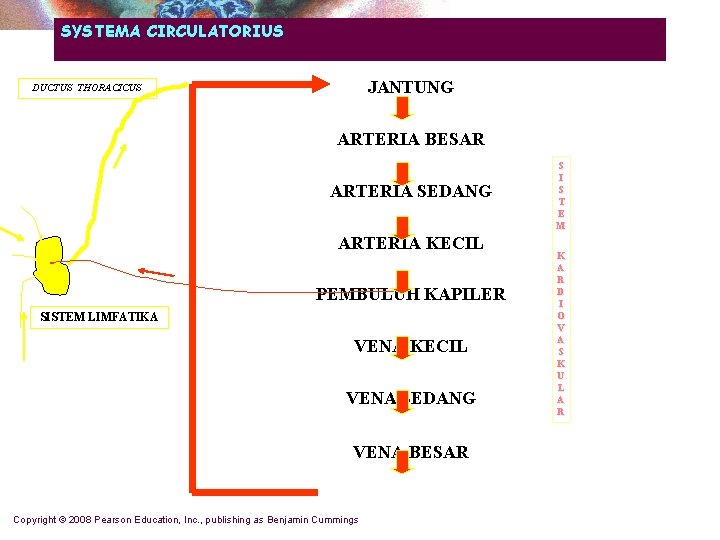 SYSTEMA CIRCULATORIUS JANTUNG DUCTUS THORACICUS ARTERIA BESAR ARTERIA SEDANG ARTERIA KECIL PEMBULUH KAPILER SISTEM SYSTEMA CIRCULATORIUS JANTUNG DUCTUS THORACICUS ARTERIA BESAR ARTERIA SEDANG ARTERIA KECIL PEMBULUH KAPILER SISTEM