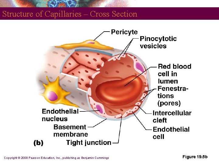 Structure of Capillaries – Cross Section Copyright © 2008 Pearson Education, Inc. , publishing Structure of Capillaries – Cross Section Copyright © 2008 Pearson Education, Inc. , publishing