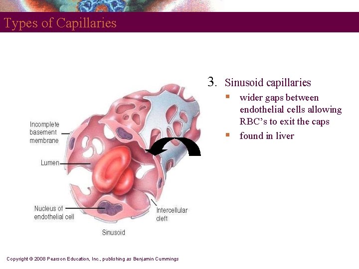 Types of Capillaries 3. Sinusoid capillaries § § Copyright © 2008 Pearson Education, Inc.