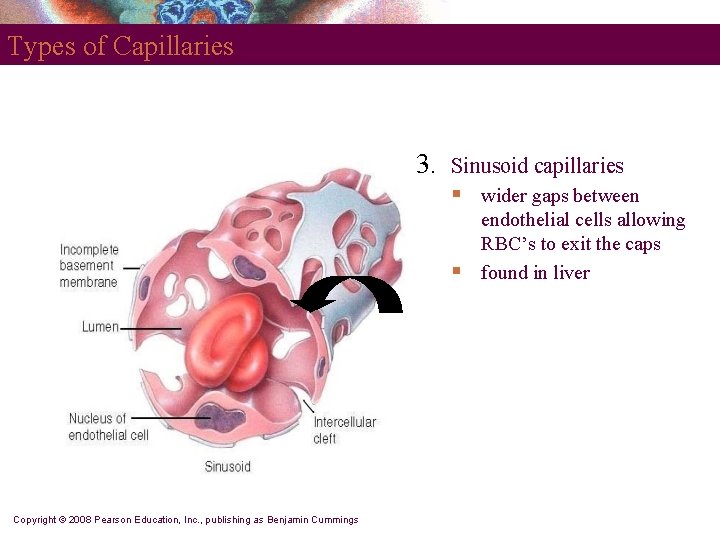 Types of Capillaries 3. Sinusoid capillaries § § Copyright © 2008 Pearson Education, Inc. Types of Capillaries 3. Sinusoid capillaries § § Copyright © 2008 Pearson Education, Inc.