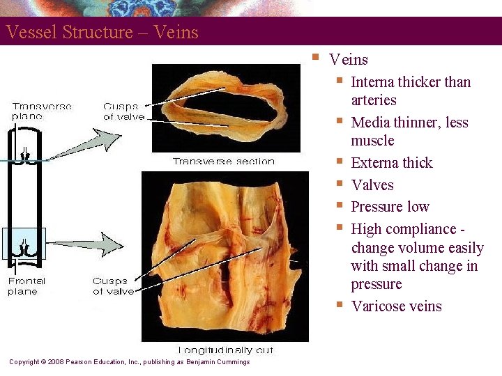 Vessel Structure – Veins § § § § Copyright © 2008 Pearson Education, Inc.