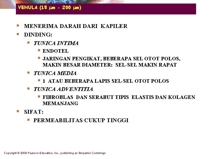 VENULA (15 m - 200 m) § § MENERIMA DARAH DARI KAPILER DINDING: §