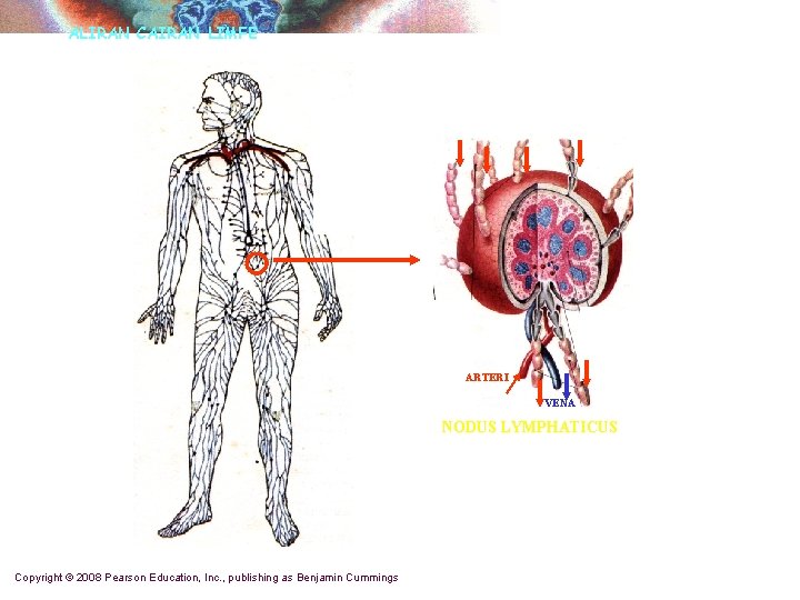 ALIRAN CAIRAN LIMFE ARTERI VENA NODUS LYMPHATICUS Copyright © 2008 Pearson Education, Inc. ,