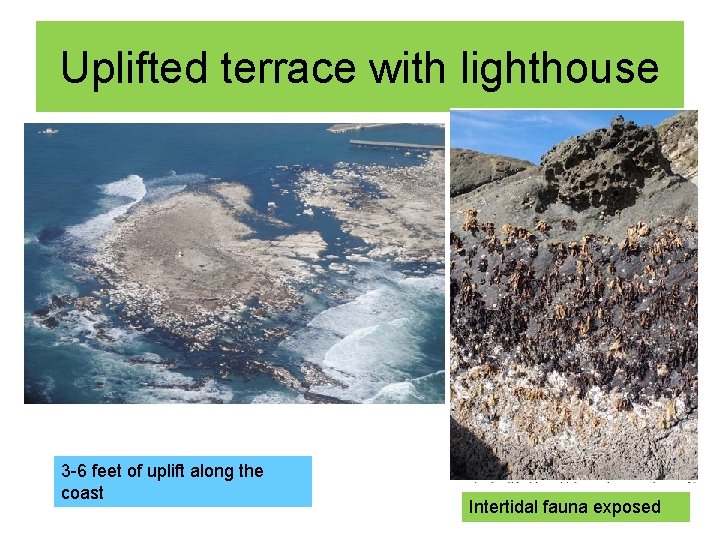 Uplifted terrace with lighthouse 3 -6 feet of uplift along the coast Intertidal fauna