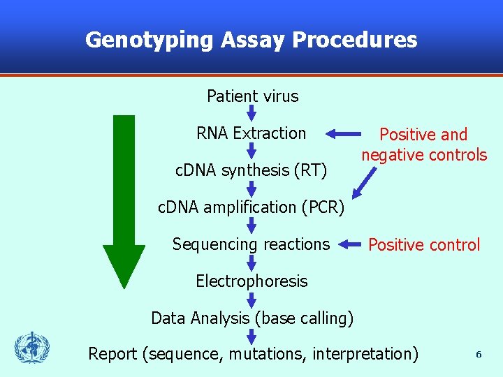 Genotyping Assay Procedures Patient virus RNA Extraction c. DNA synthesis (RT) Positive and negative