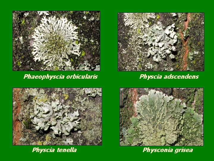 Phaeophyscia orbicularis Physcia tenella Physcia adscendens Physconia grisea 