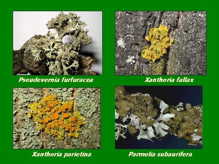 Pseudevernia furfuracea Xanthoria parietina Xanthoria fallax Parmelia subaurifera 