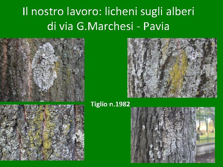 Il nostro lavoro: licheni sugli alberi di via G. Marchesi - Pavia Tiglio n.