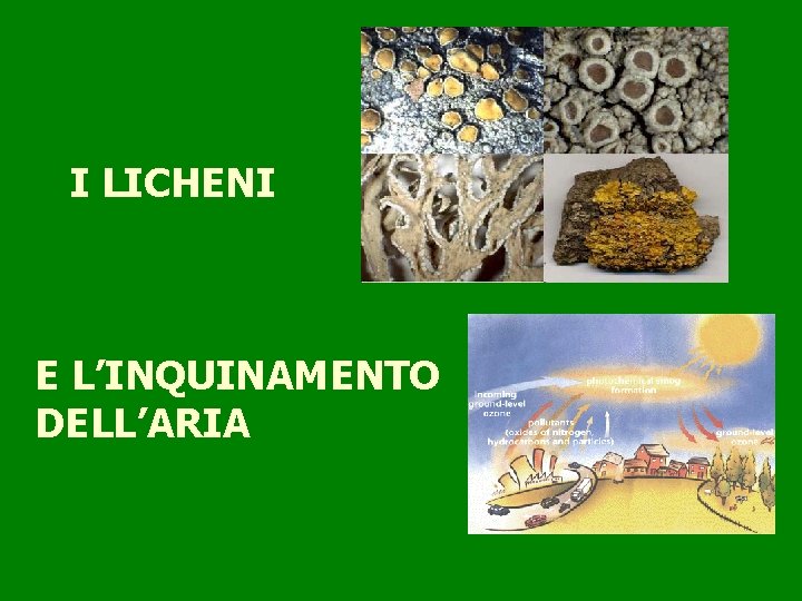 I LICHENI E L’INQUINAMENTO DELL’ARIA 