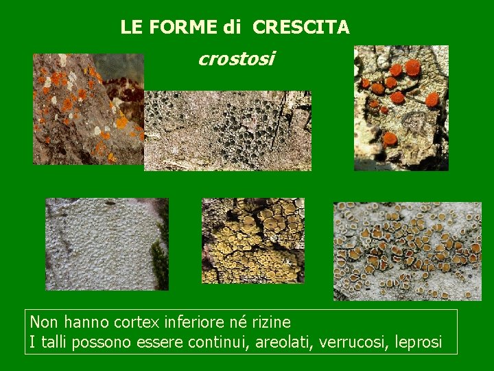 LE FORME di CRESCITA crostosi Non hanno cortex inferiore né rizine I talli possono