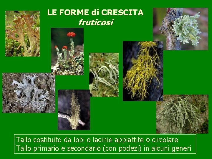 LE FORME di CRESCITA fruticosi Tallo costituito da lobi o lacinie appiattite o circolare