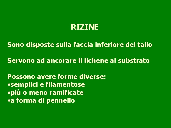 RIZINE Sono disposte sulla faccia inferiore del tallo Servono ad ancorare il lichene al