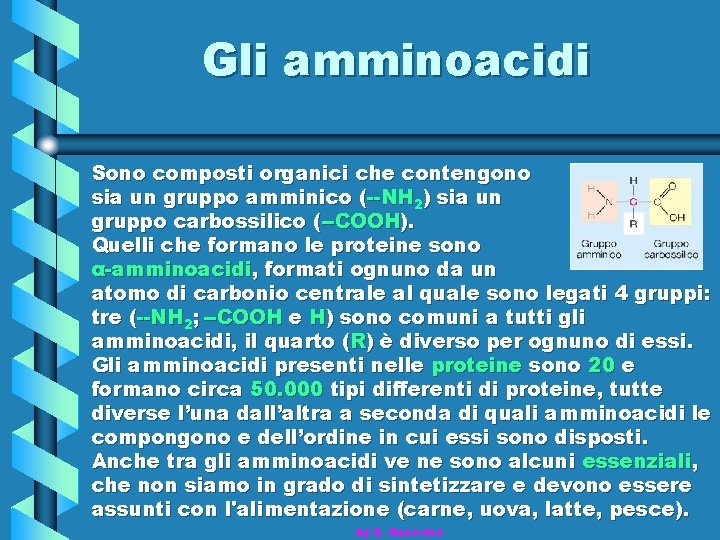 Gli amminoacidi Sono composti organici che contengono sia un gruppo amminico (--NH 2) sia