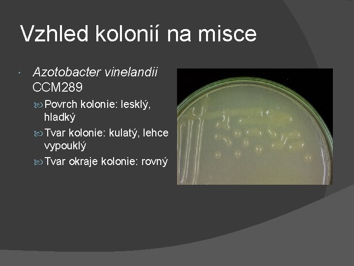 Vzhled kolonií na misce Azotobacter vinelandii CCM 289 Povrch kolonie: lesklý, hladký Tvar kolonie: