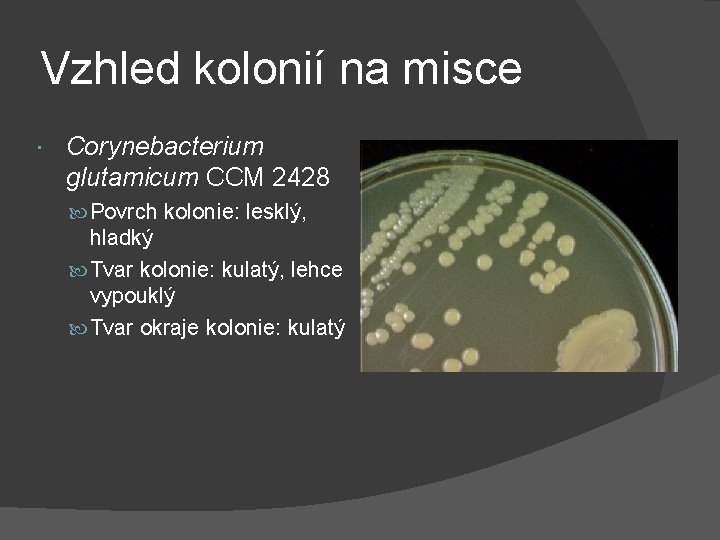 Vzhled kolonií na misce Corynebacterium glutamicum CCM 2428 Povrch kolonie: lesklý, hladký Tvar kolonie: