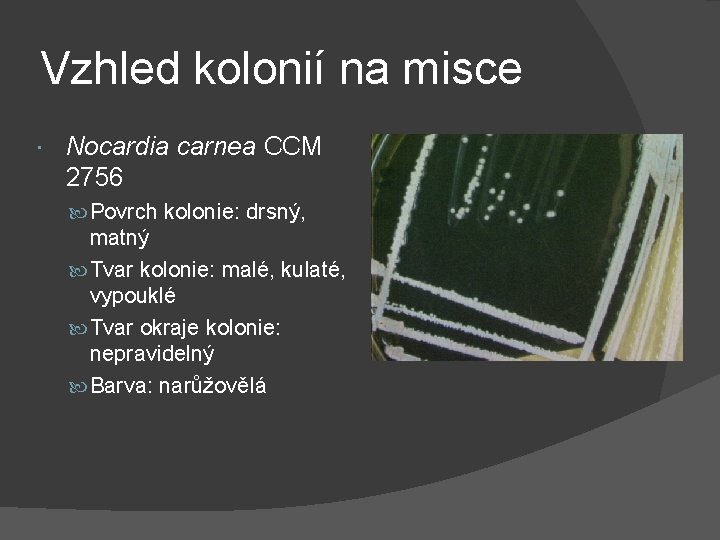 Vzhled kolonií na misce Nocardia carnea CCM 2756 Povrch kolonie: drsný, matný Tvar kolonie: