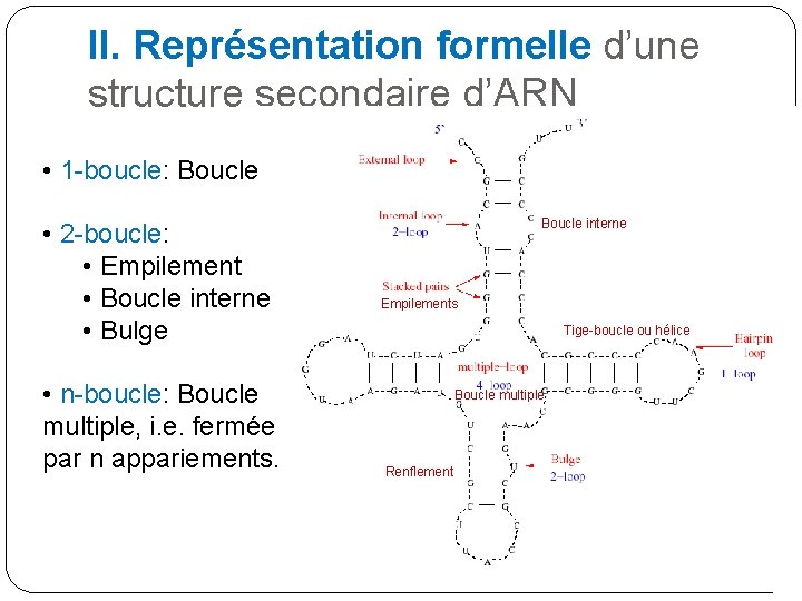 II. Représentation formelle d’une structure secondaire d’ARN • 1 -boucle: Boucle • 2 -boucle: