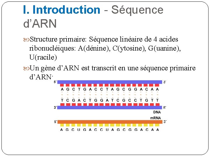 I. Introduction - Séquence d’ARN Structure primaire: Séquence linéaire de 4 acides ribonucléiques: A(dénine),