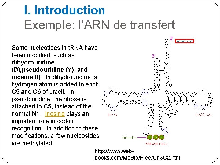 I. Introduction Exemple: l’ARN de transfert Some nucleotides in t. RNA have been modified,