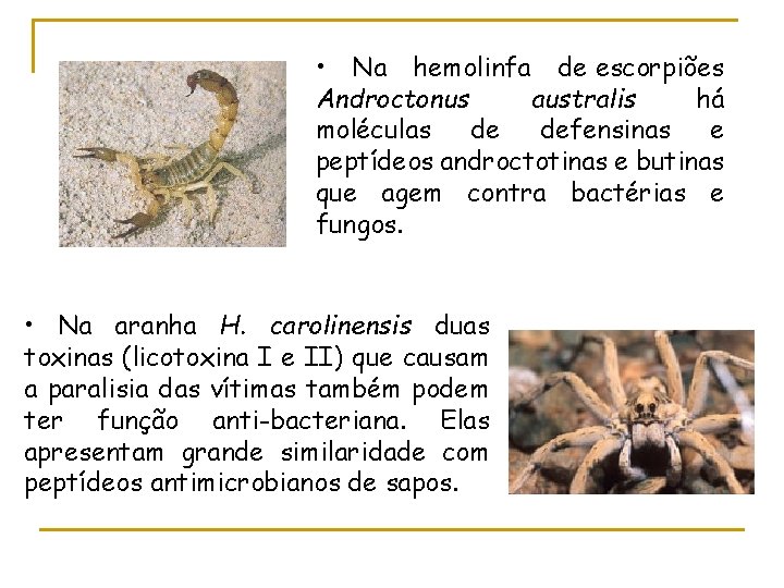  • Na hemolinfa de escorpiões Androctonus australis há moléculas de defensinas e peptídeos