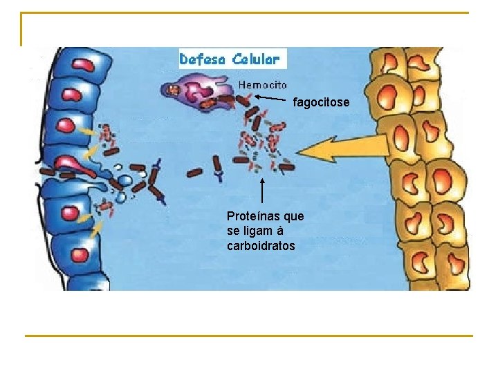 fagocitose Proteínas que se ligam à carboidratos 