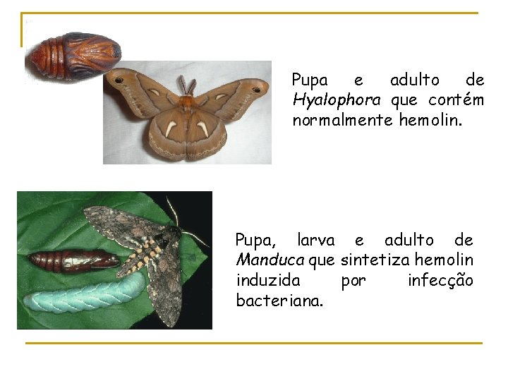 Pupa e adulto de Hyalophora que contém normalmente hemolin. Pupa, larva e adulto de