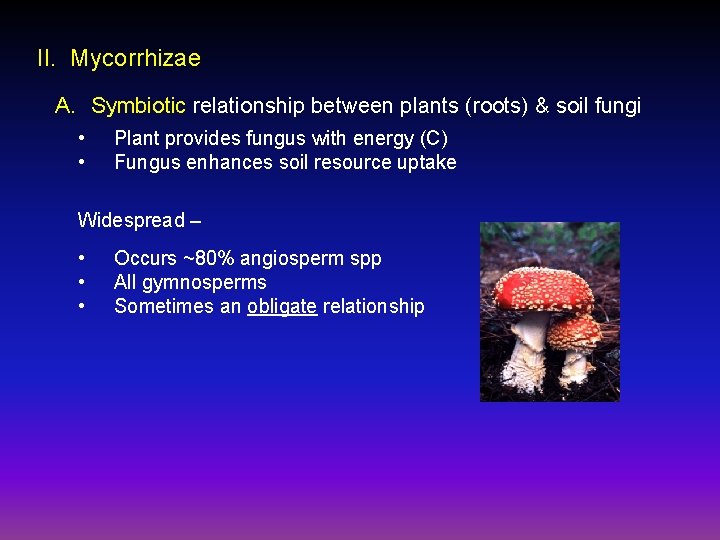 II. Mycorrhizae A. Symbiotic relationship between plants (roots) & soil fungi • • Plant